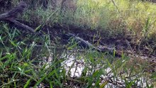 Freshwater crocodile