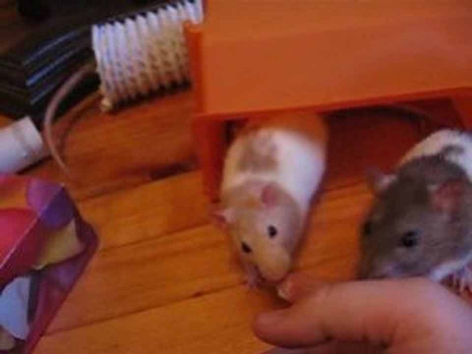 À la bouffe ! mes rats en balade