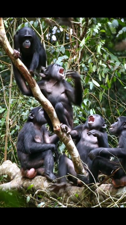 Sekawanan penatat