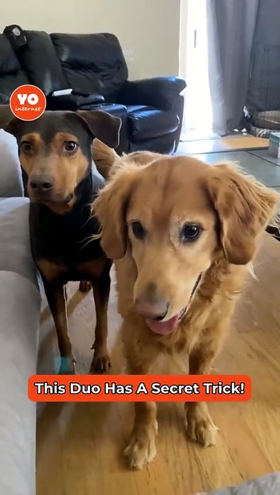 Simple Trick Enhances Bond Between Dogs and Their Owners