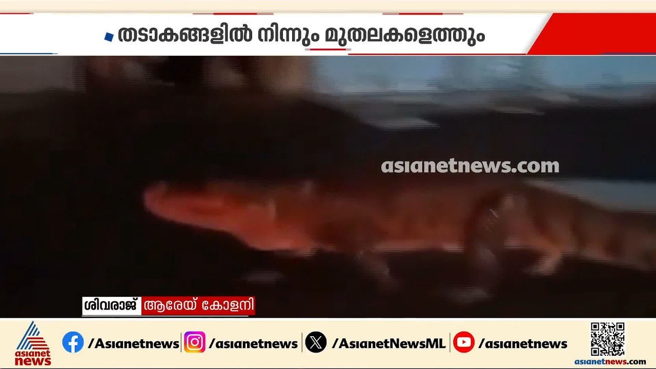 മഴ കനത്താൽ മുംബൈക്കാരുടെ ആശങ്ക മുതലകളാണ്; പവായി തടാകത്തിലുള്ളത് മുപ്പതിലധികം മുതലകൾ