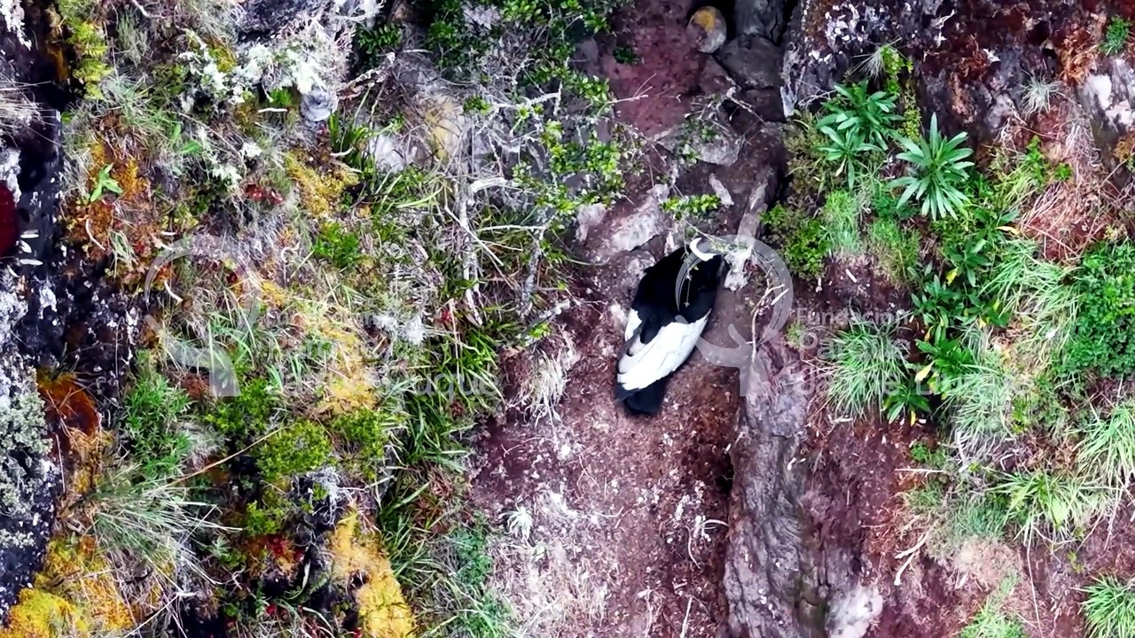 Investigadores logran ver, como nunca antes en Colombia, a una cría de cóndor