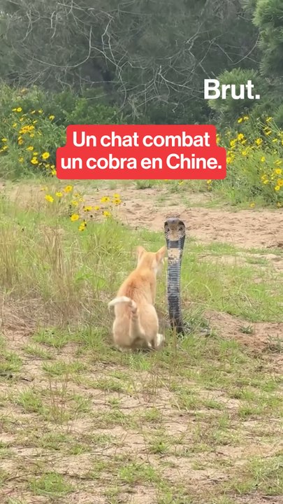 Un chat combat un cobra en Chine.