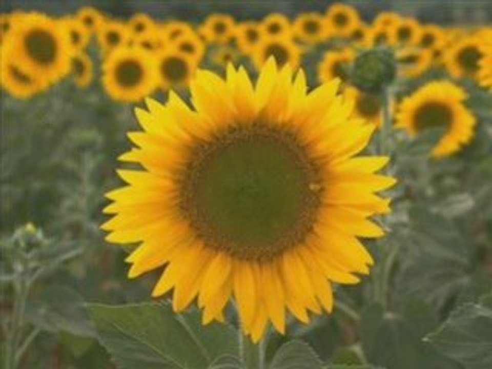 Sura Al-Ikhlass W- English Translation--Must listen to this