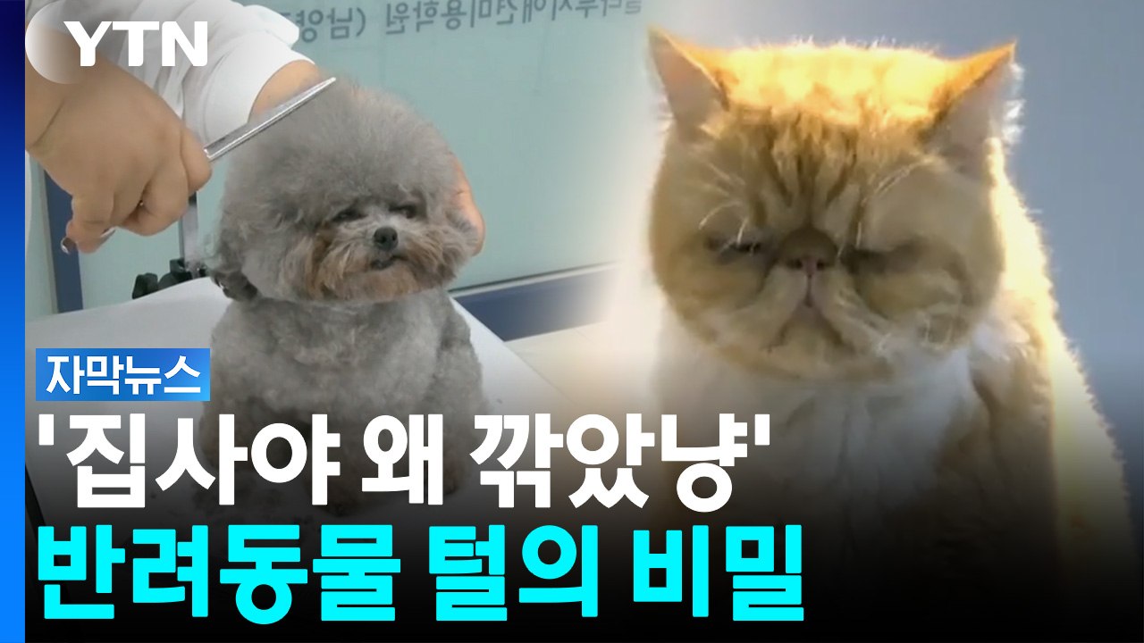 '흰둥아, 미안하다!'...시원하라고 빡빡 밀었는데 '대반전' [자막뉴스] / YTN