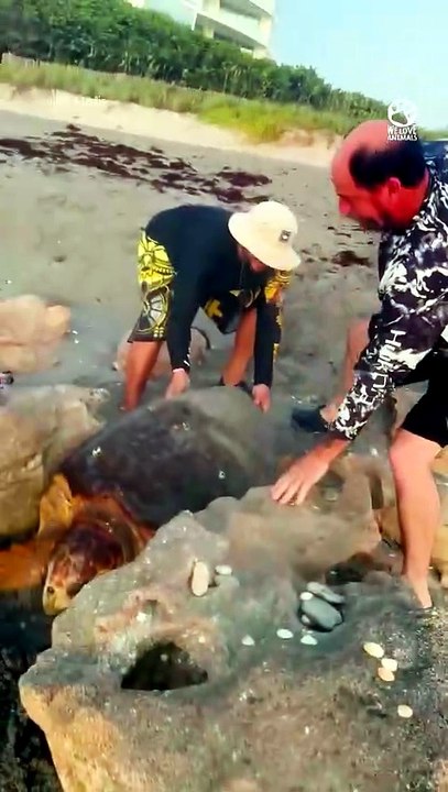 Her reaction when she sees the water again 🥹 #shorts #rescue #SeaTurtle #MotherTurtle #TurtleRescue #AnimalRescue #WildlifeRescue #MarineLife #Ocean #SeaLife #SaveTheTurtles #Nature #Wildlife #Heartwarming #AmazingAnimals #ViralVideo #Trending #YouTubeSh