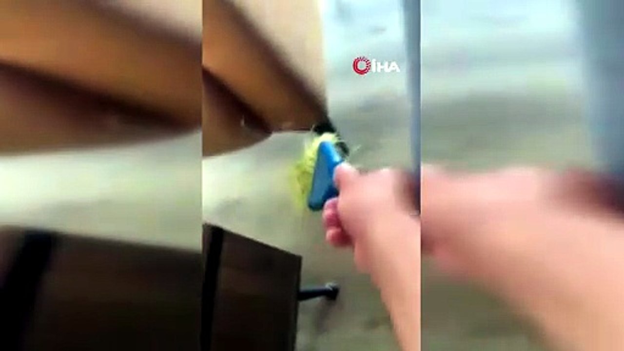 Dev çekirgeler İstanbul’u sardı! Uzmanlar uyardı: Isırabilir