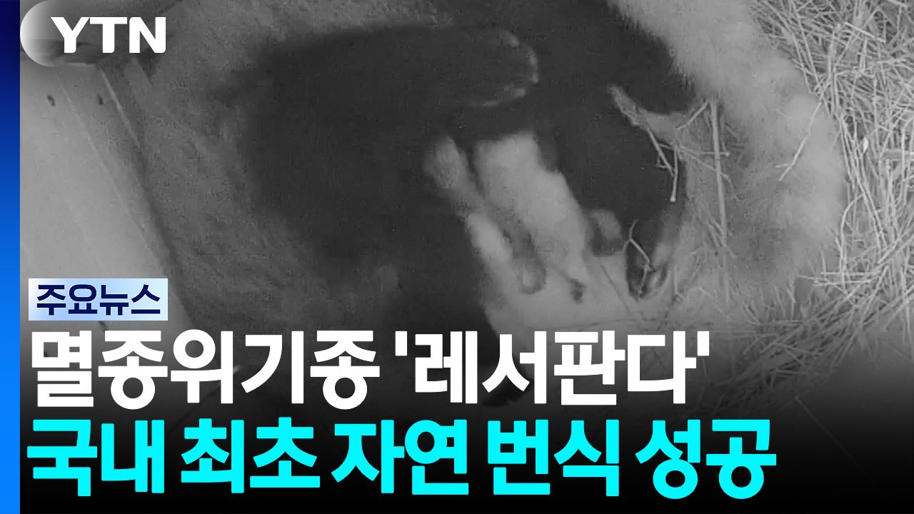 멸종위기종 '레서판다' 국내 최초 자연 번식 성공 / YTN
