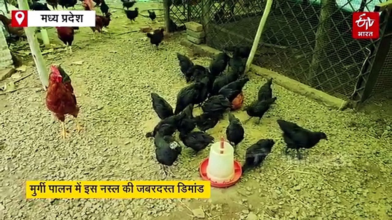 मुर्गी पालन में इस नस्ल की जबरदस्त डिमांड, मशीन की तरह देती है अंडे, जमकर हो रहा मुनाफा