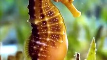 Pictures of seahorses | Sea animals and what they look like, Sea horse photography, Amazing animals