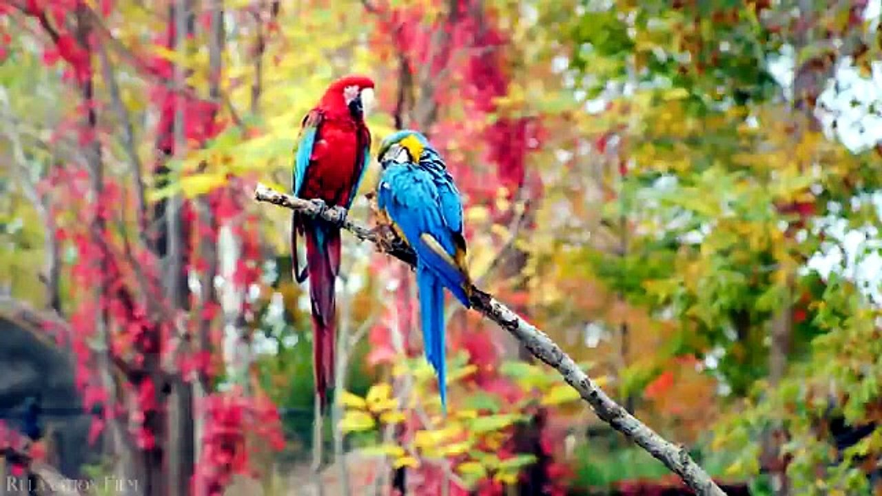EARTH 4K  Peaceful Relaxing Music - Nature 4k Video UltraHD 2027