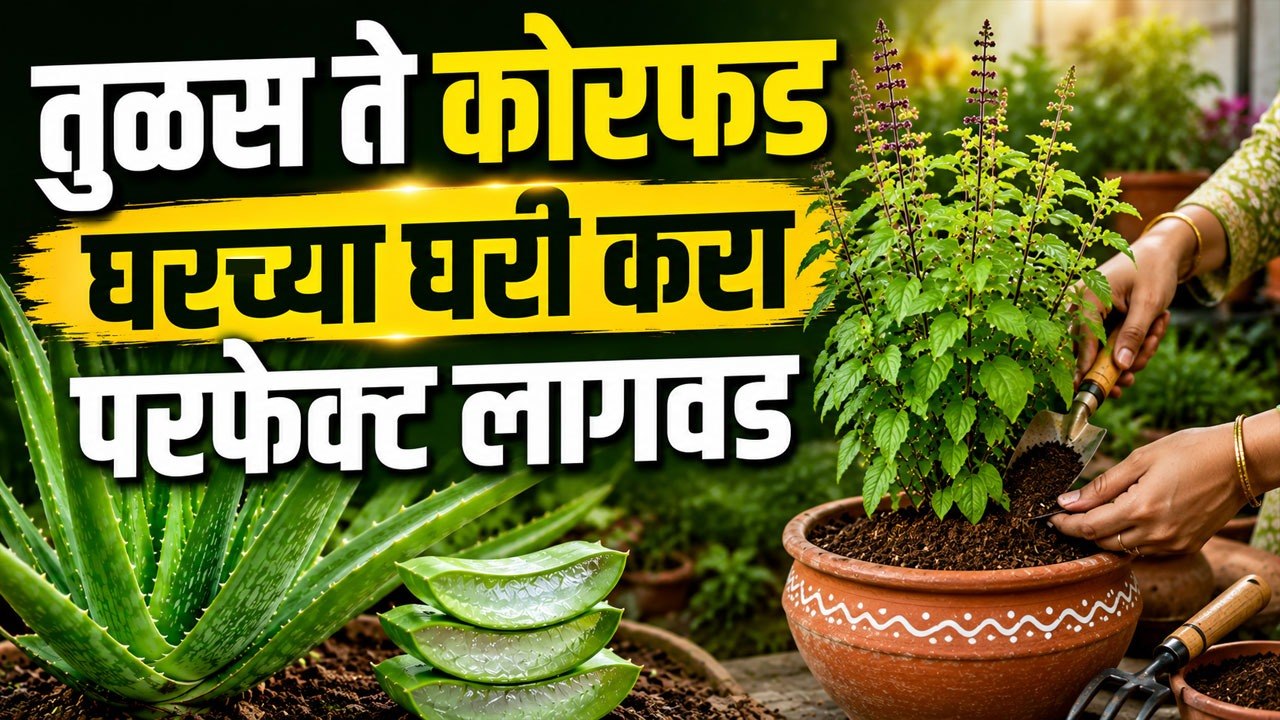 घरी औषधी आणि मसाल्याची झाडे कशी लावावी? सोप्या १० टिप्स | Gardening Tips in Home | Lokmat Sakhi