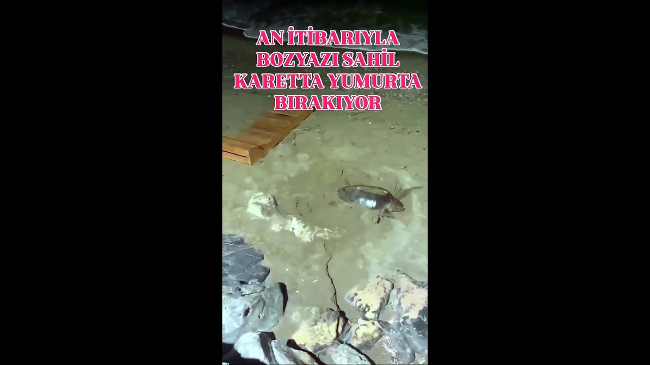Mersin Bozyazı'da Caretta Caretta mucizesi: Yavrular denize inerken yeni yumurtalar bırakıldı