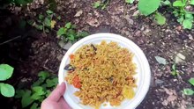 Un renard préfère voler l’assiette plutôt que la nourriture
