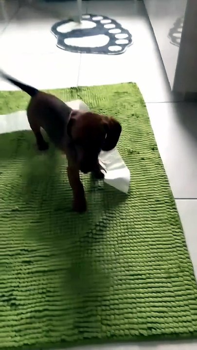 😂😂😂😂😂😂funny German Shepherd dog #cute#funny#folow me on daily motion channels