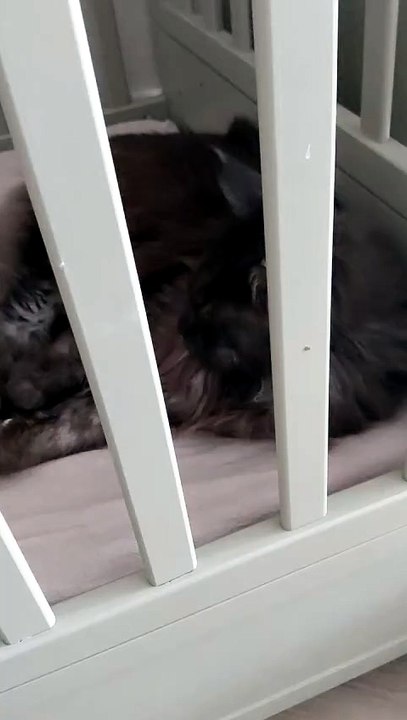 What is the best place to sleep? Little boy`s bed :) #cats #funnycats #catlover