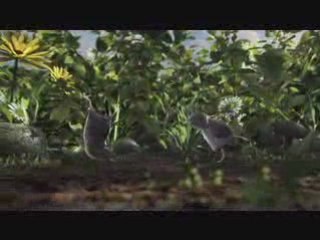 la face cachée des sous-bois