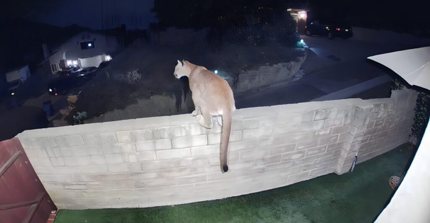 Midwest Big-Cat Sightings Close In on Homes