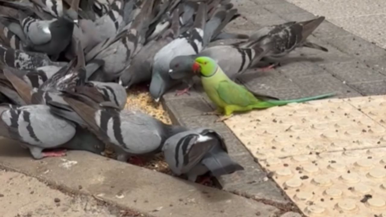 Unexpected Guest Drops Into A Pigeons’ Feeding Spot