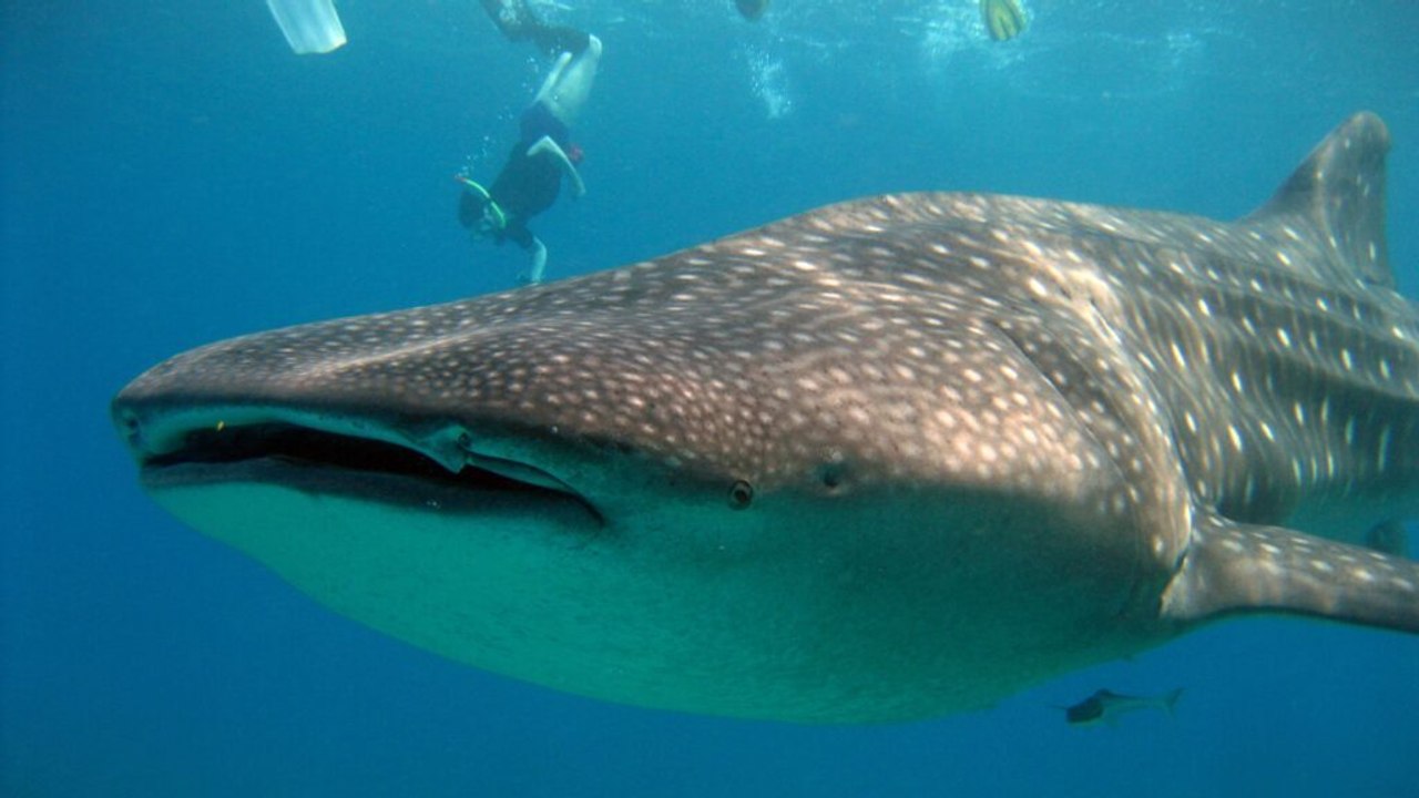 Top 12 Largest Fish in the World and Where They Are Found