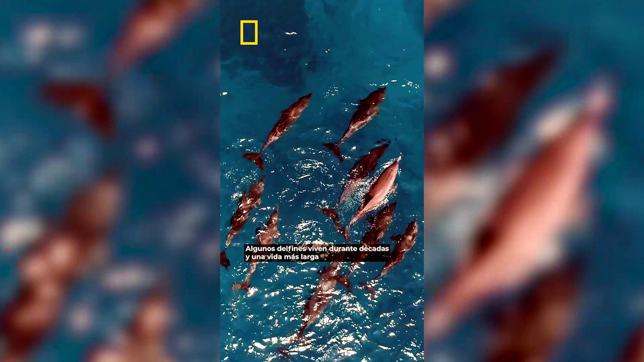 Los delfines podrían ayudarnos a entender mejor el alzhéimer