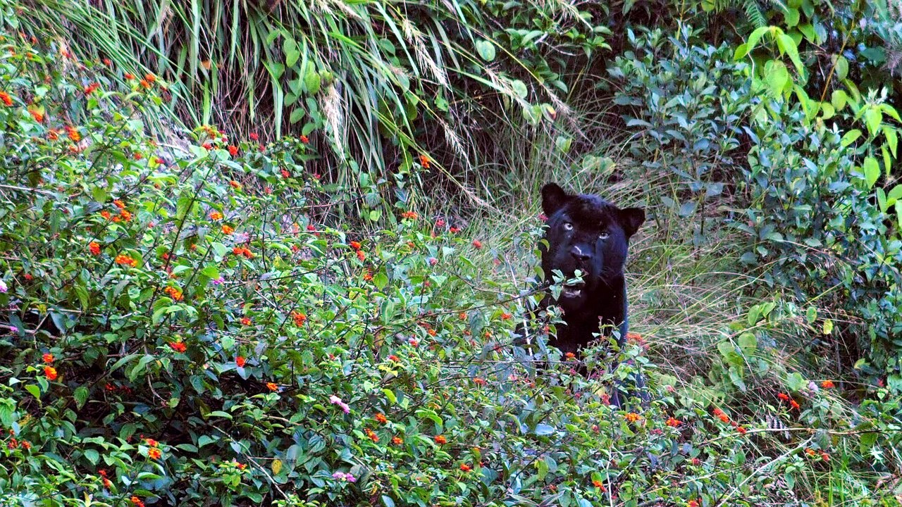 Nilgiris A Shared Wilderness 2024