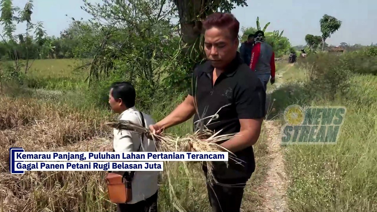 Puluhan Hektare Sawah di Gresik Terancam Puso, Petani Rugi Belasan Juta