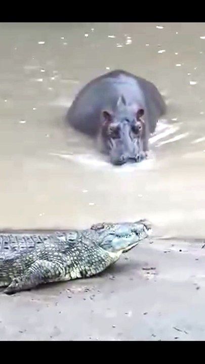 Breathtaking Wildlife Video Of A Hippo Emerging Beside A Crocodile And Elephants Roaming Riverlands