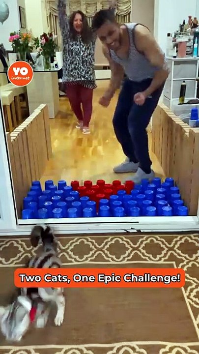 Cats Show Their Unique Styles in a Comedic Long Jump Challenge