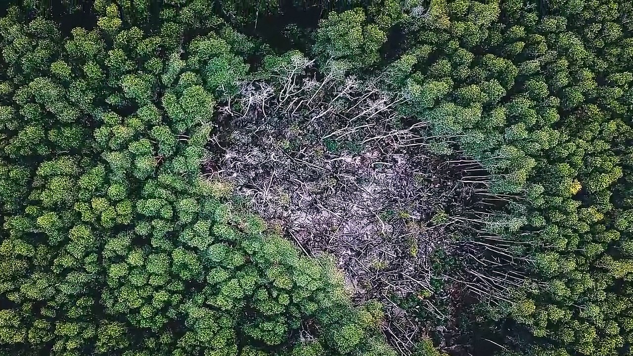 auto_drc_hit_by_record_deforestation_in_07211835