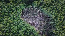 auto_drc_hit_by_record_deforestation_in_07211835