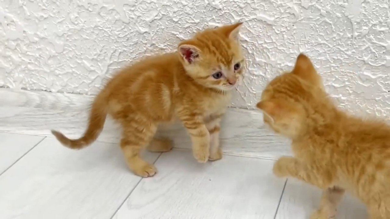 Kittens fighting - mother cat punishes her kittens