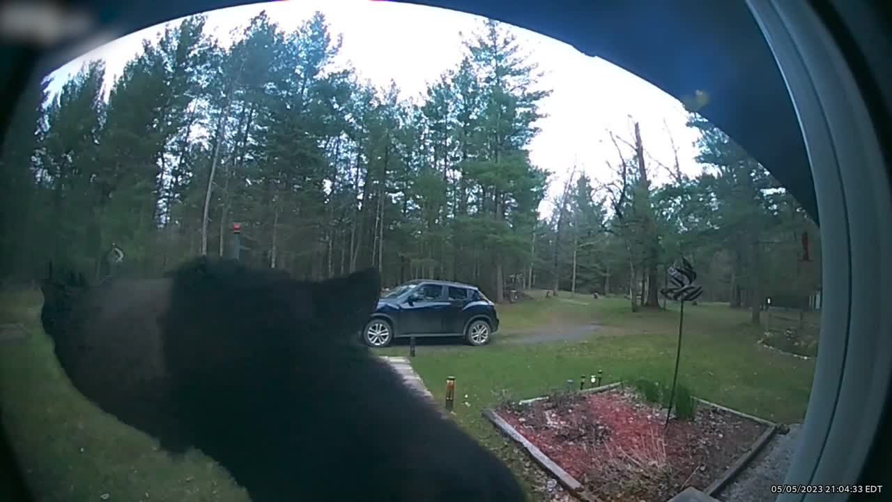 Large Black Bear Curiously Inspects Home's Doorway