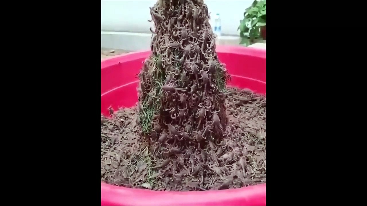 Une fontaine à chocolat??? et bien non...