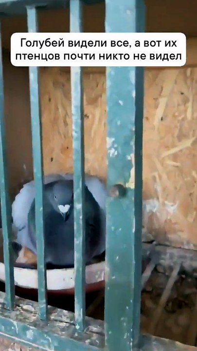 Ce pigeon couve... des chatons