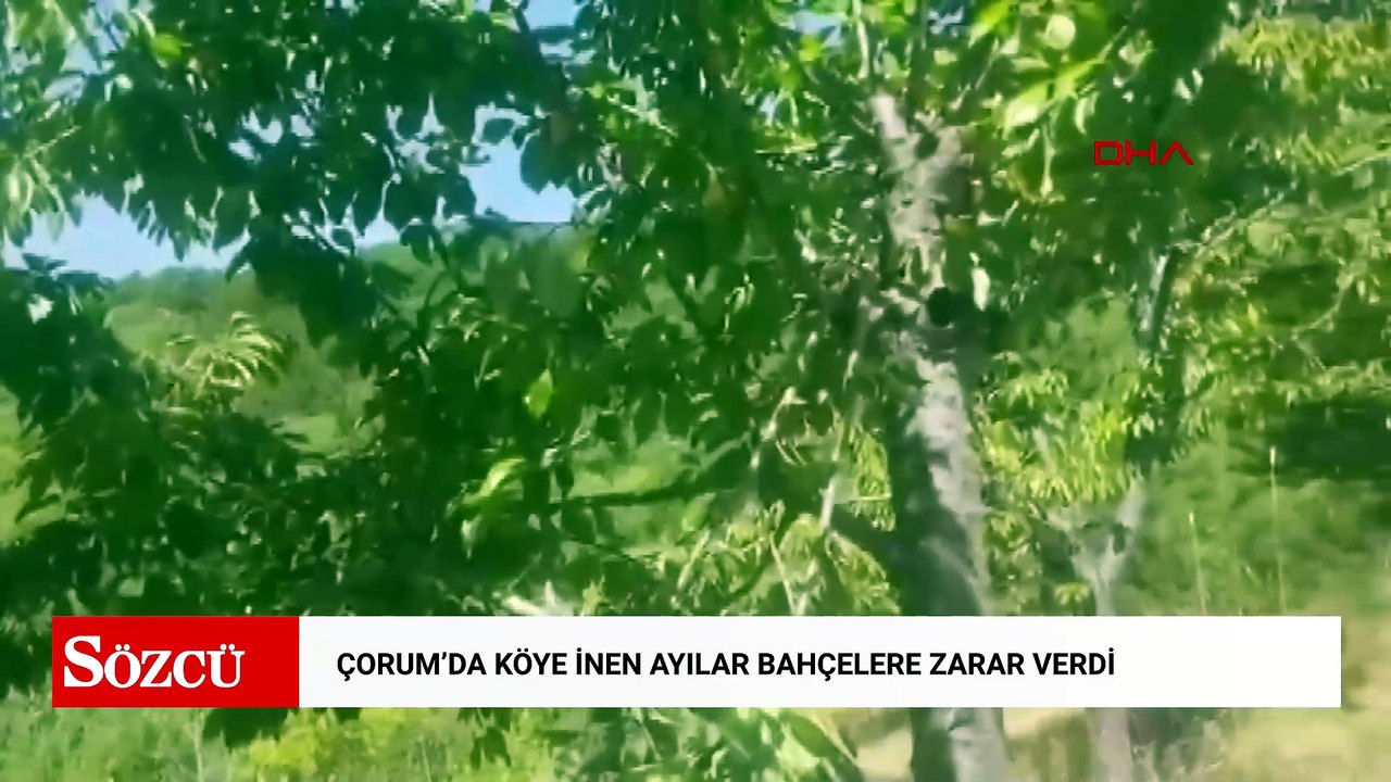 Çorum'da köye inen ayılar bahçelere zarar verdi