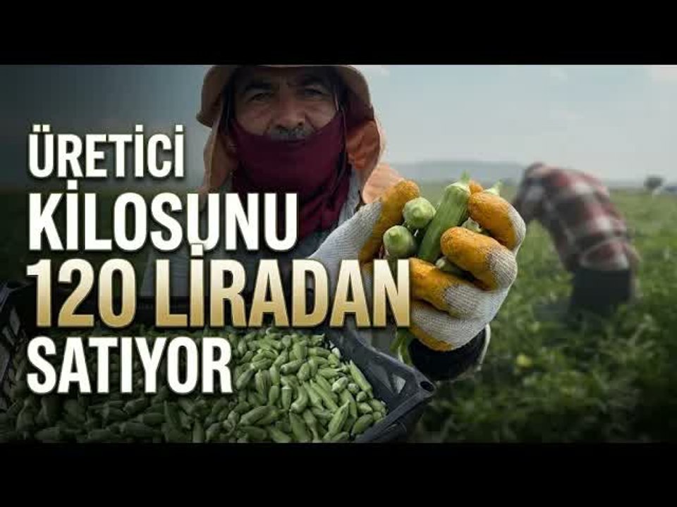 Hasat Başladı Osmaniye Bamyası Tezgâhlara Çıkıyor