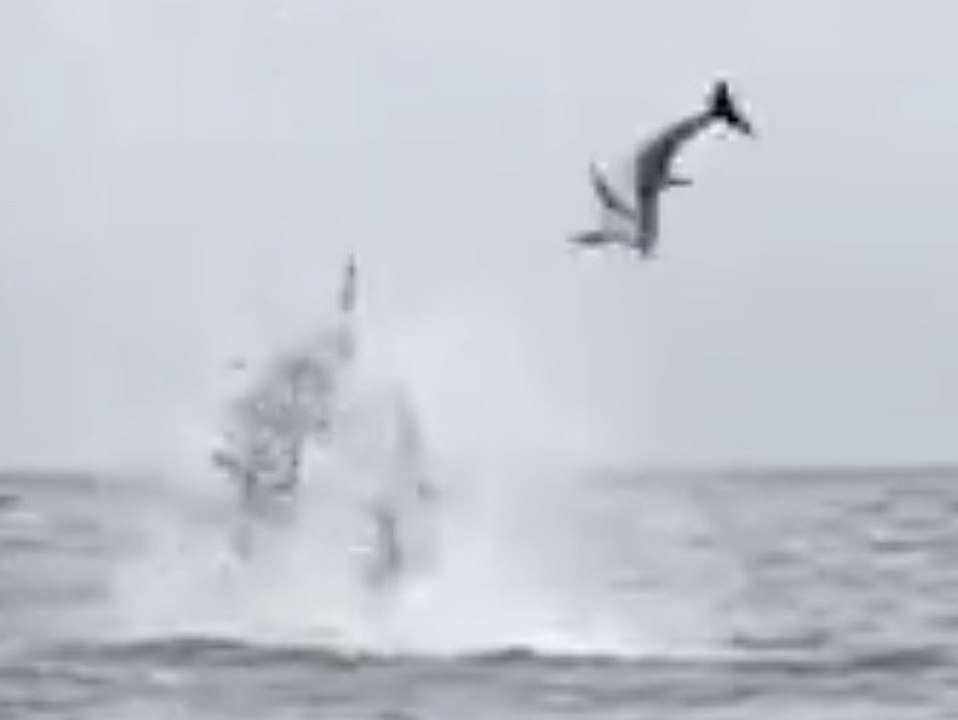 Orcas schleudern Delfine meterhoch in die Luft