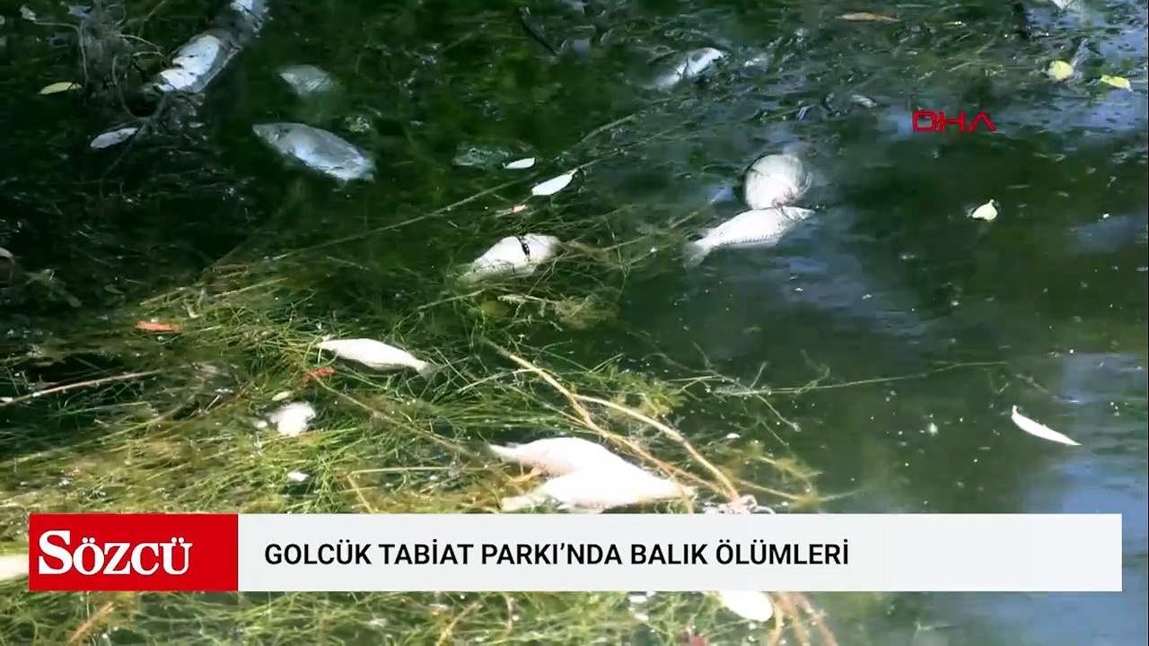 Gölcük Tabiat Parkı'nda balık ölümleri