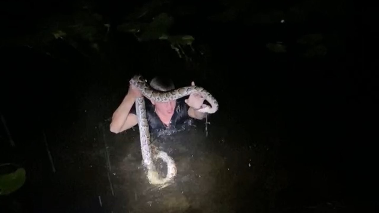 Daring Individual Submerges into Lake to Capture Giant Python at Midnight