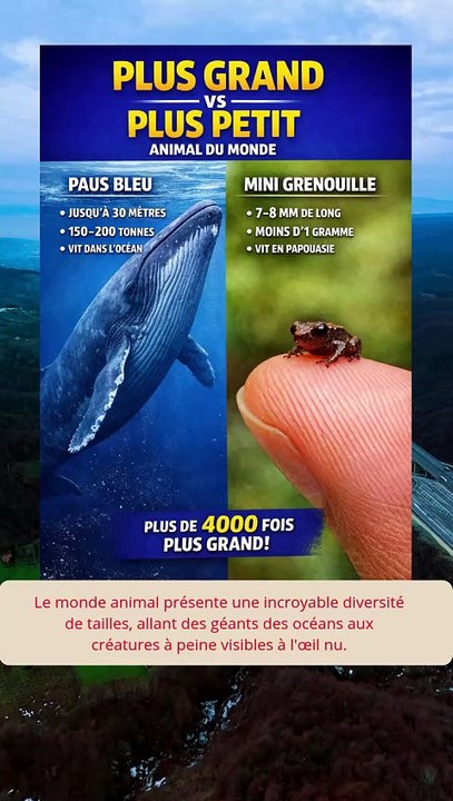 Les plus grands contre les plus petits animaux