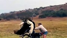 Un homme stoppe une autruche agressive à coups de claques lors d’une sortie chasse en Afrique du Sud