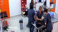 Vétérinaires, leur vie en direct