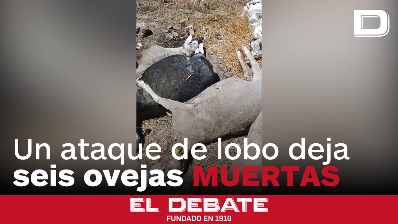 Otro ataque de lobo deja seis ovejas muertas y otras tantas heridas en Salamanca: «Es desesperante»