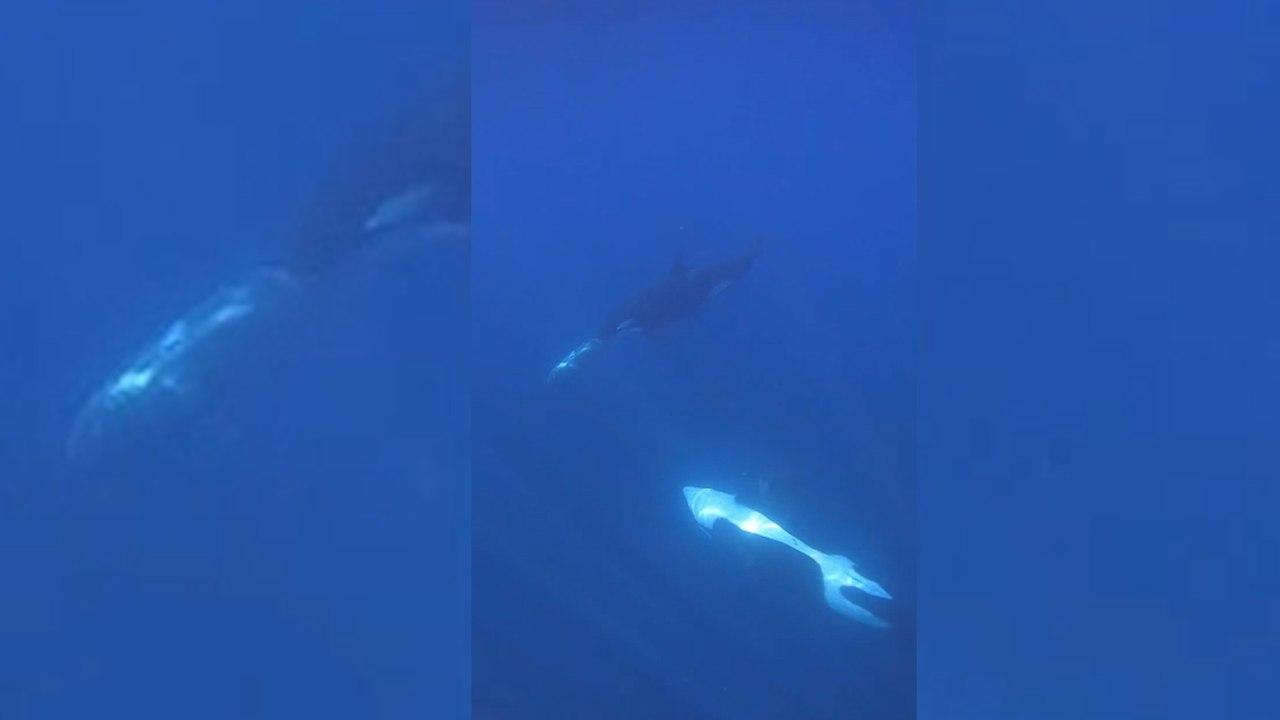Descubren una impactante técnica de caza de las orcas: embisten a gran velocidad a peces luna 