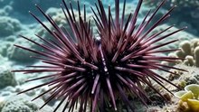 Sea Urchin : The spiky ocean dweller protecting itself with natural armor