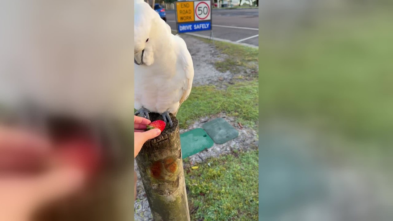 Cockatoo Hates Strawberries