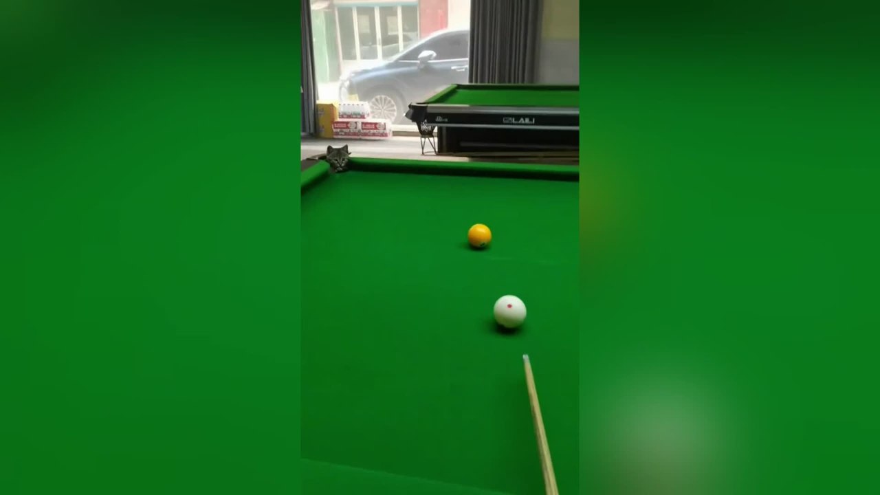 Kitten Pots Pool Ball With Perfectly Timed Paw Swipe