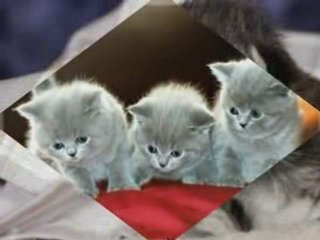 mes animaux préférée