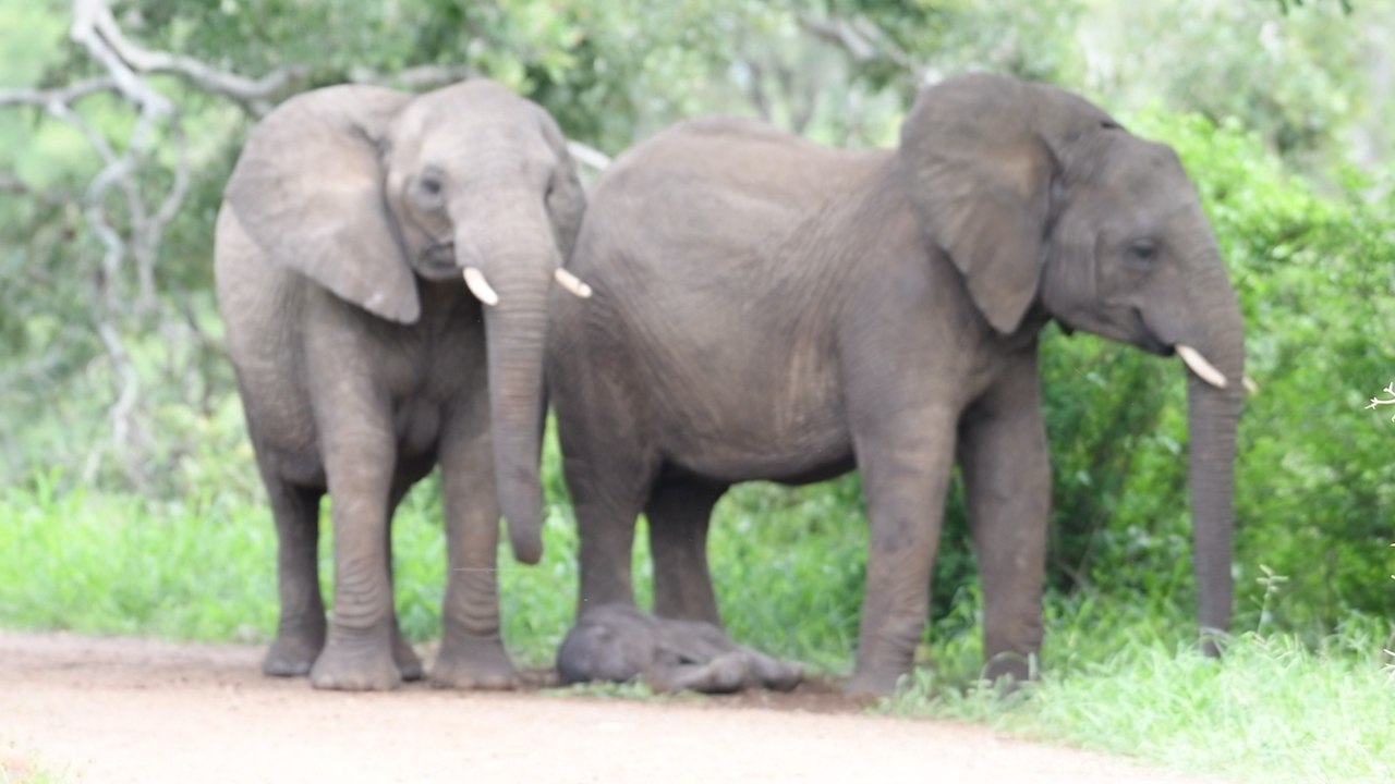 Heartwarming Moment: Newborn Elephant Takes Its First Steps